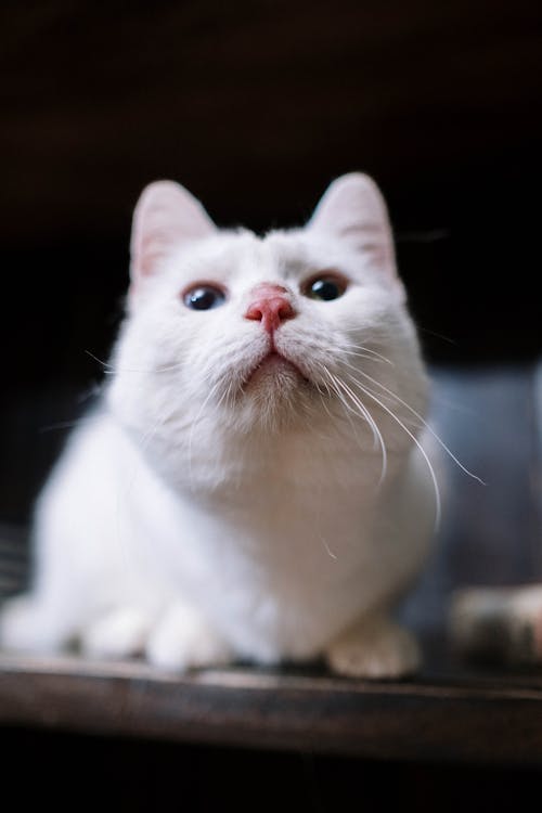 Close-up Photo of White Cat