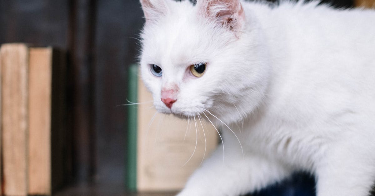 讓閱讀生活變可愛!台中綠美圖推出限量「咖波聯名借閱證」