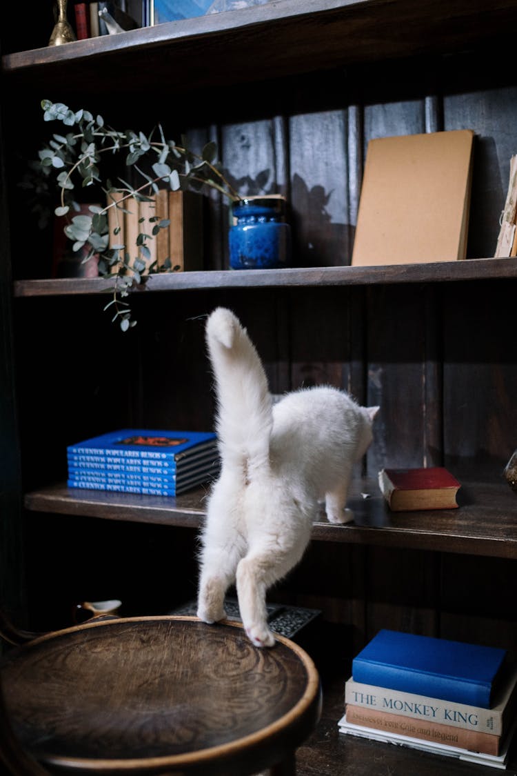 White Cat Climbing On The Shelf