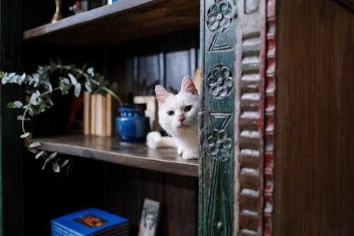 Fotobanka s bezplatnými fotkami na tému biela mačka, cicavec, dom