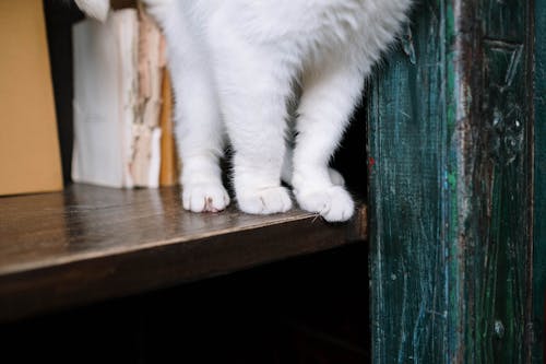 Δωρεάν στοκ φωτογραφιών με αιλουροειδές, αξιολάτρευτος, άσπρη γάτα Φωτογραφία από στοκ φωτογραφιών