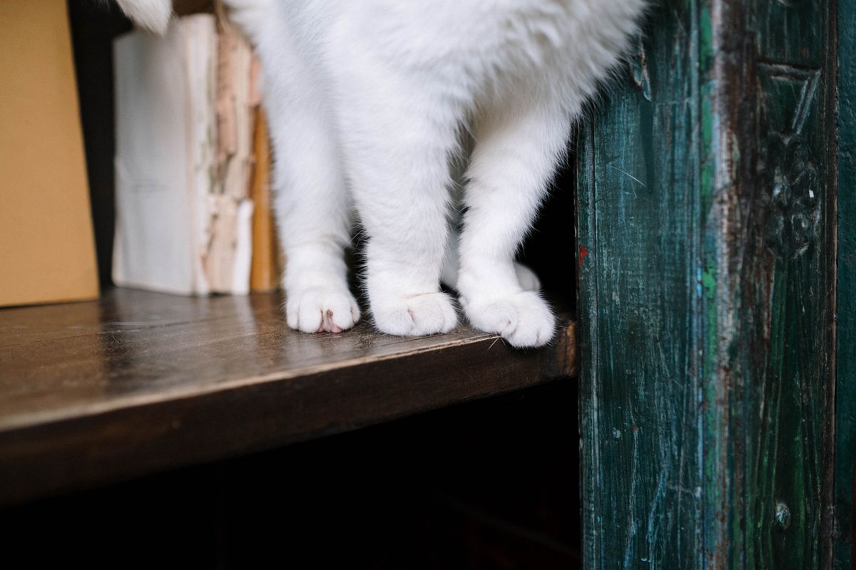 Affordable DIY cat wall shelves made from simple materials