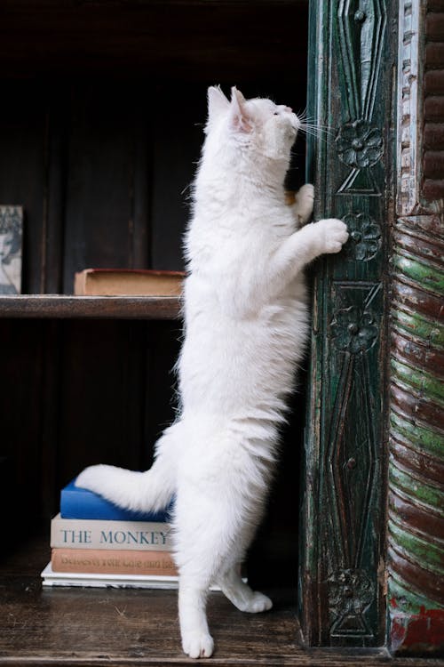 Foto stok gratis anak kucing, binatang, buku-buku