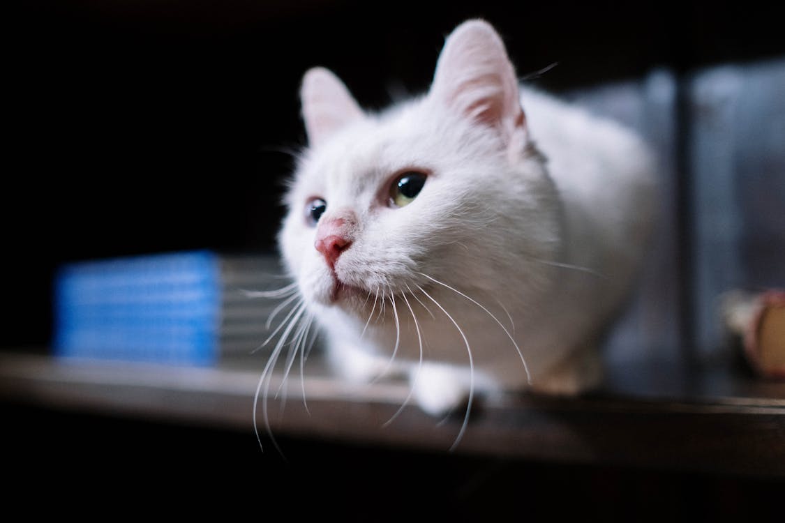 Close-up Photo of White Cat