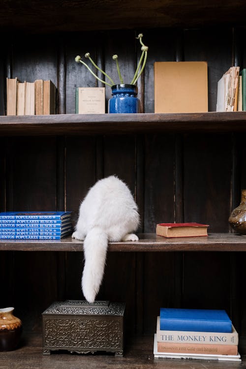 White Cat on Brown Wooden Shelf