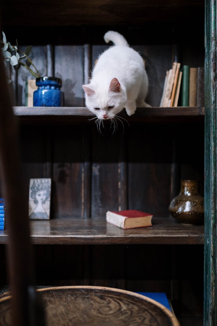 White Cat Ready To Jump