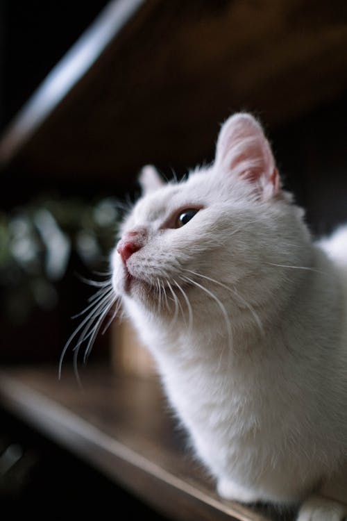 White Cat on Brown Wooden Table