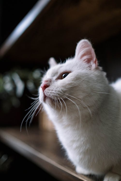 Darmowe zdjęcie z galerii z biały kot, ciekawość, ciekawy