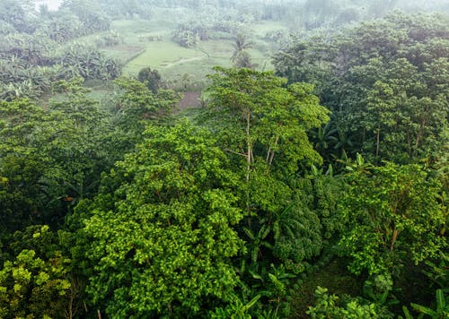 Aerial Shot of Trees in the Forest