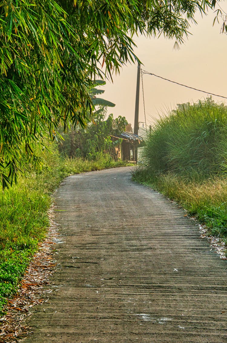 Asphalt Road Between Green Grasses And Trees