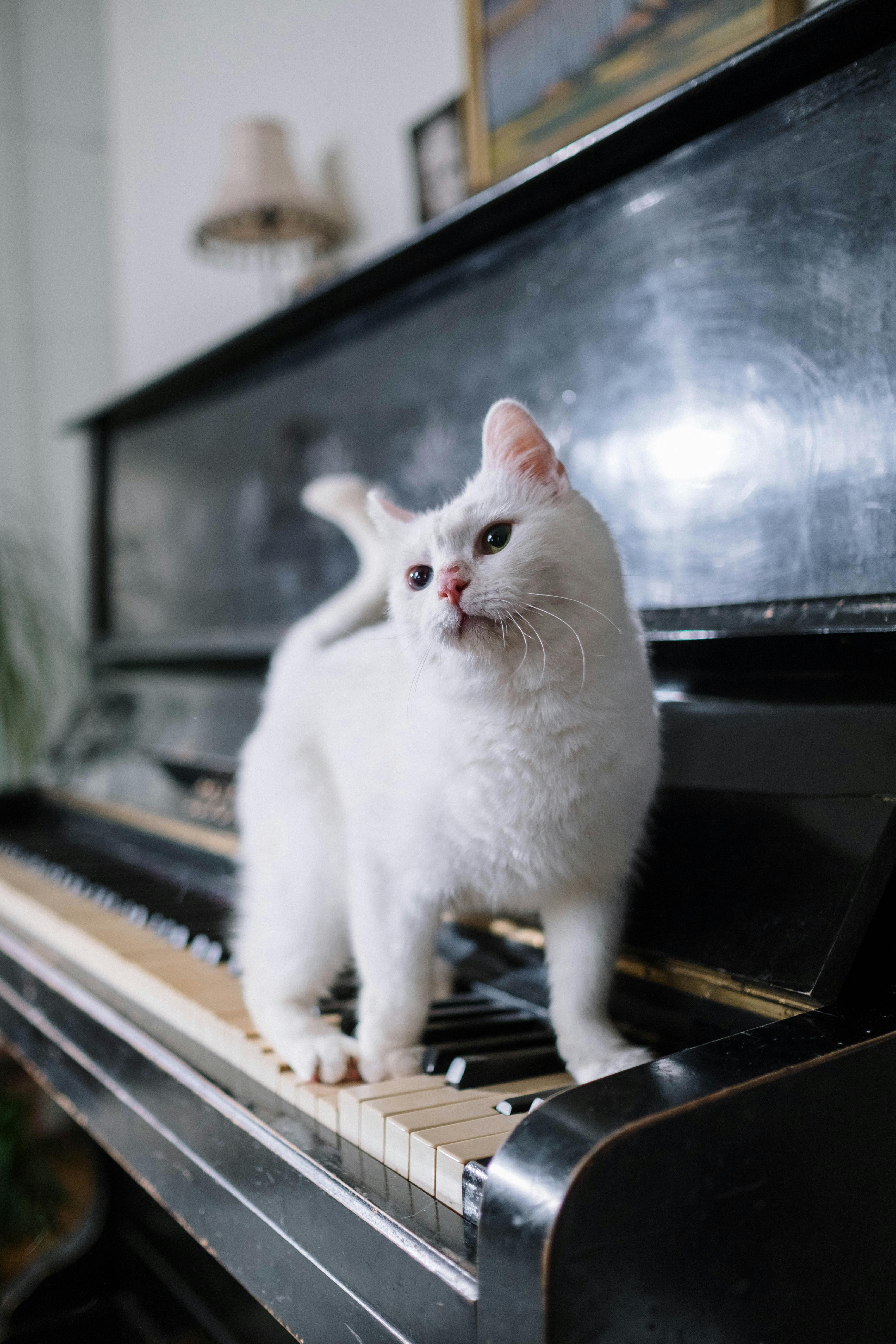 white cat on black piano