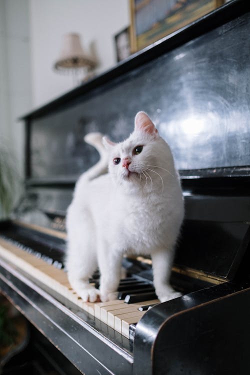 Free White Cat on Black Piano Stock Photo