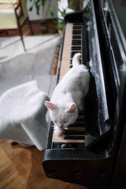 How to play fur Elise on piano