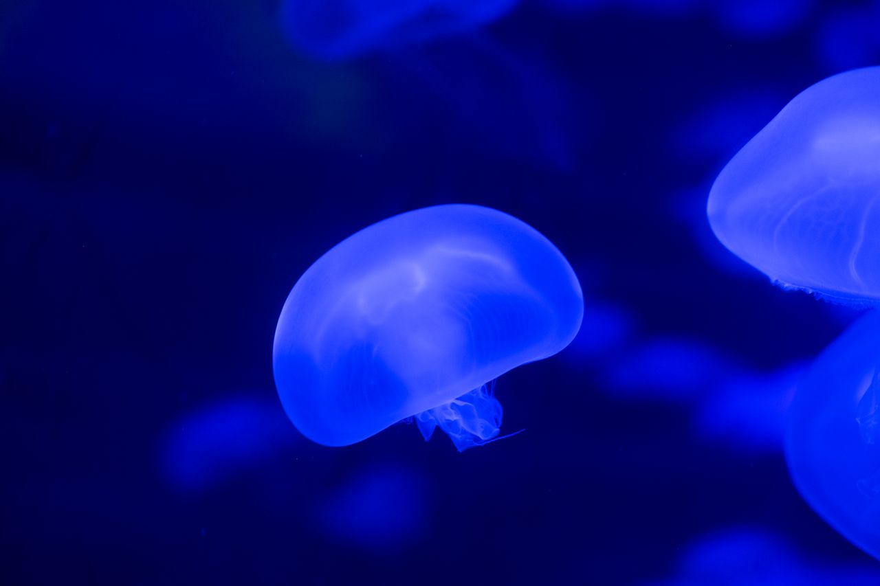 ethereal jellyfish gracefully floating in a vibrant blue underwater se