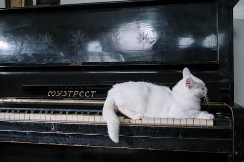 Cat on Black Piano