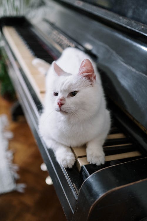 Fotobanka s bezplatnými fotkami na tému biela mačka, cicavec, domáce zviera