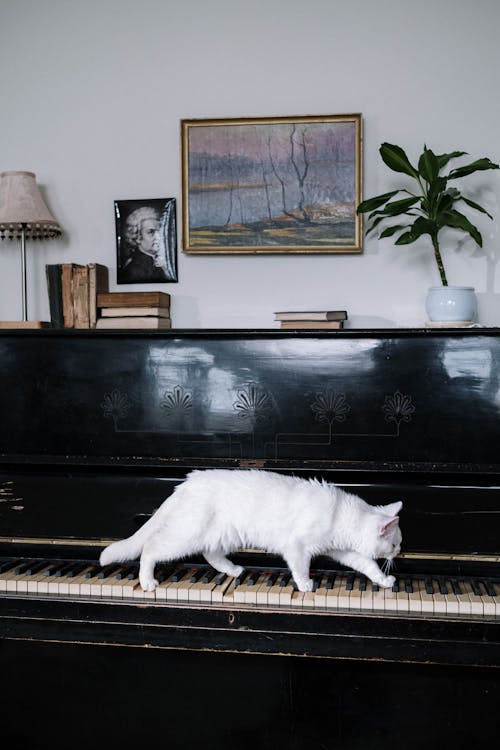 Free White Cat on Black Piano Stock Photo