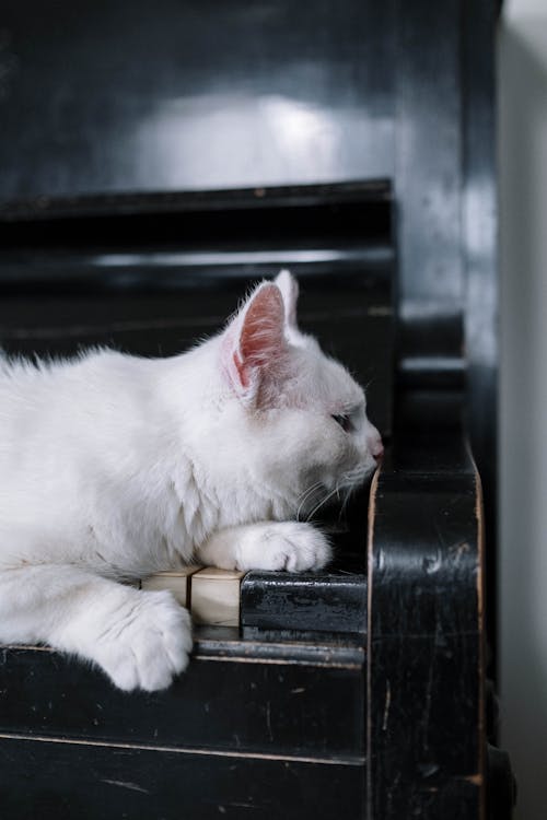 Fotobanka s bezplatnými fotkami na tému biela mačka, cicavec, domáce zviera