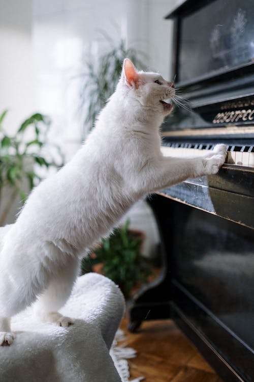 White Cat on Black Piano