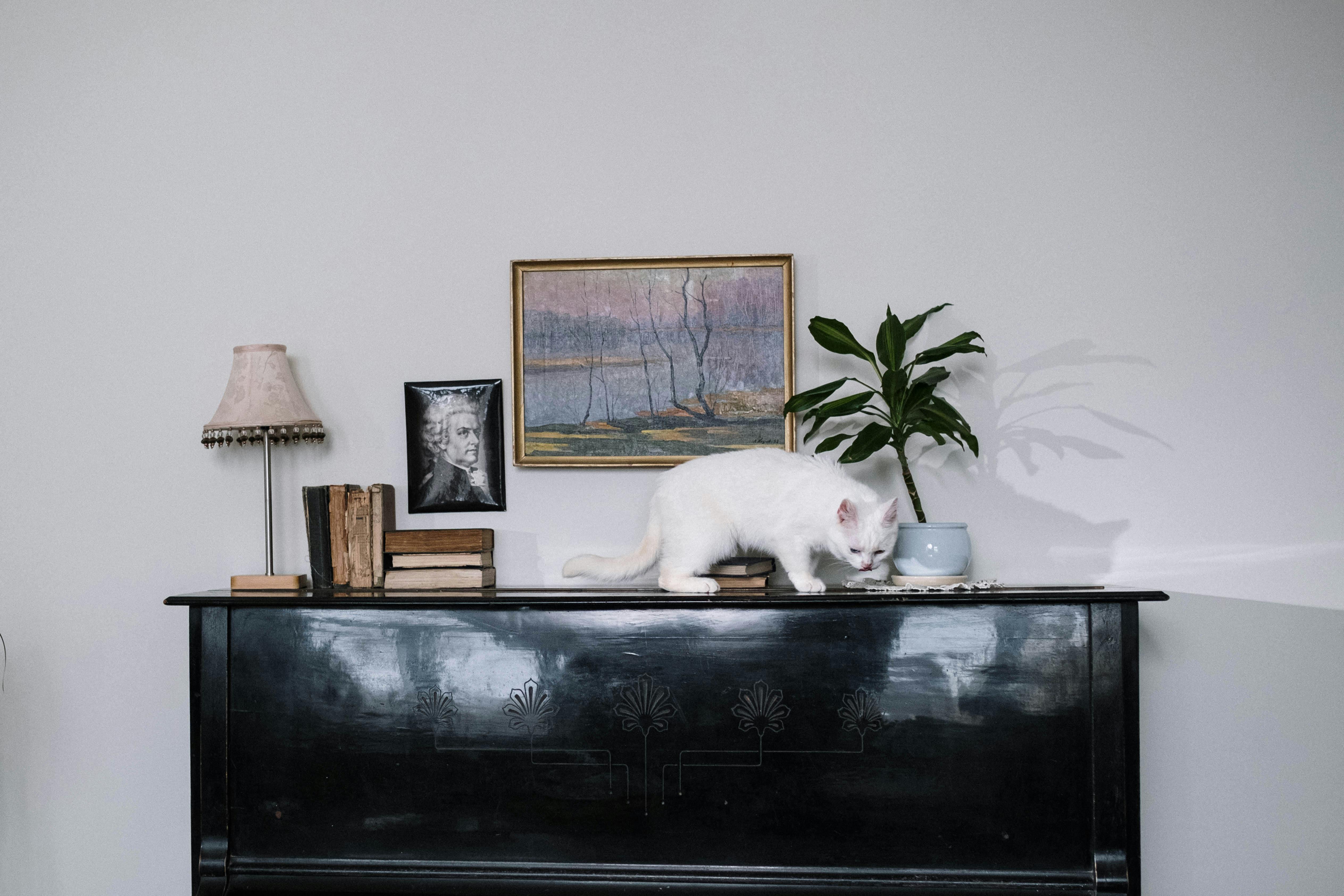 A curious white cat walks on a black piano surrounded by books, art, and plants indoors.