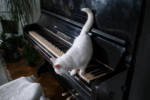 A curious white kitten explores a vintage black piano surrounded by indoor plants.