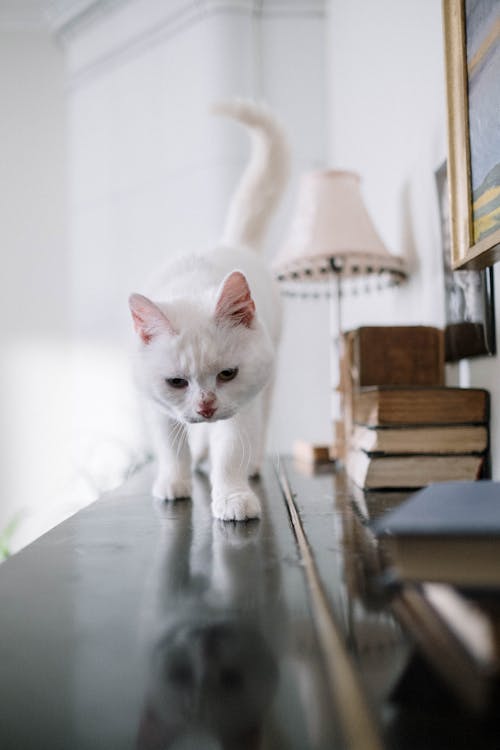 Darmowe zdjęcie z galerii z biały kot, ciekawość, domowy