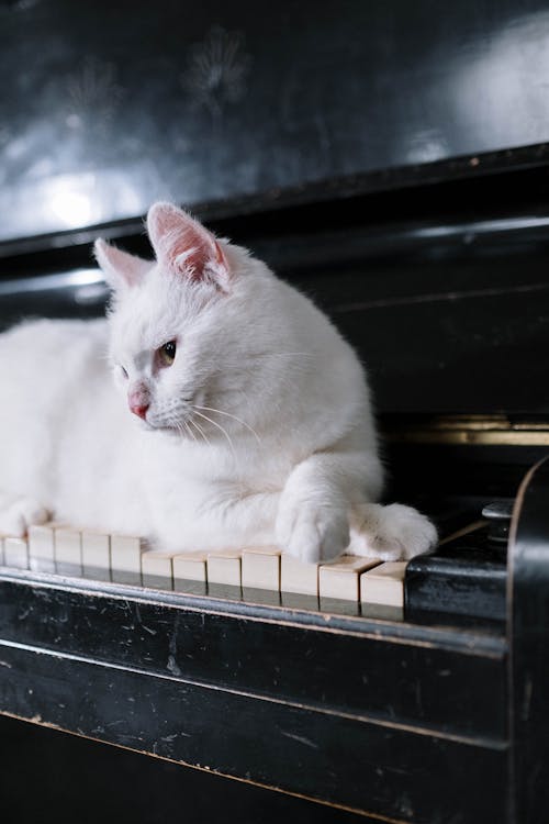 Бесплатное стоковое фото с белая кошка, домашний, животное