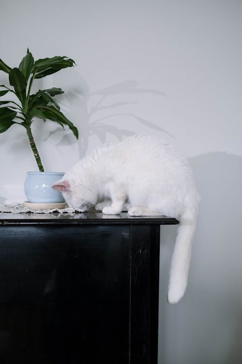 Free White Cat on Black Table Stock Photo