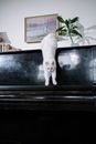 White Cat on Black Piano
