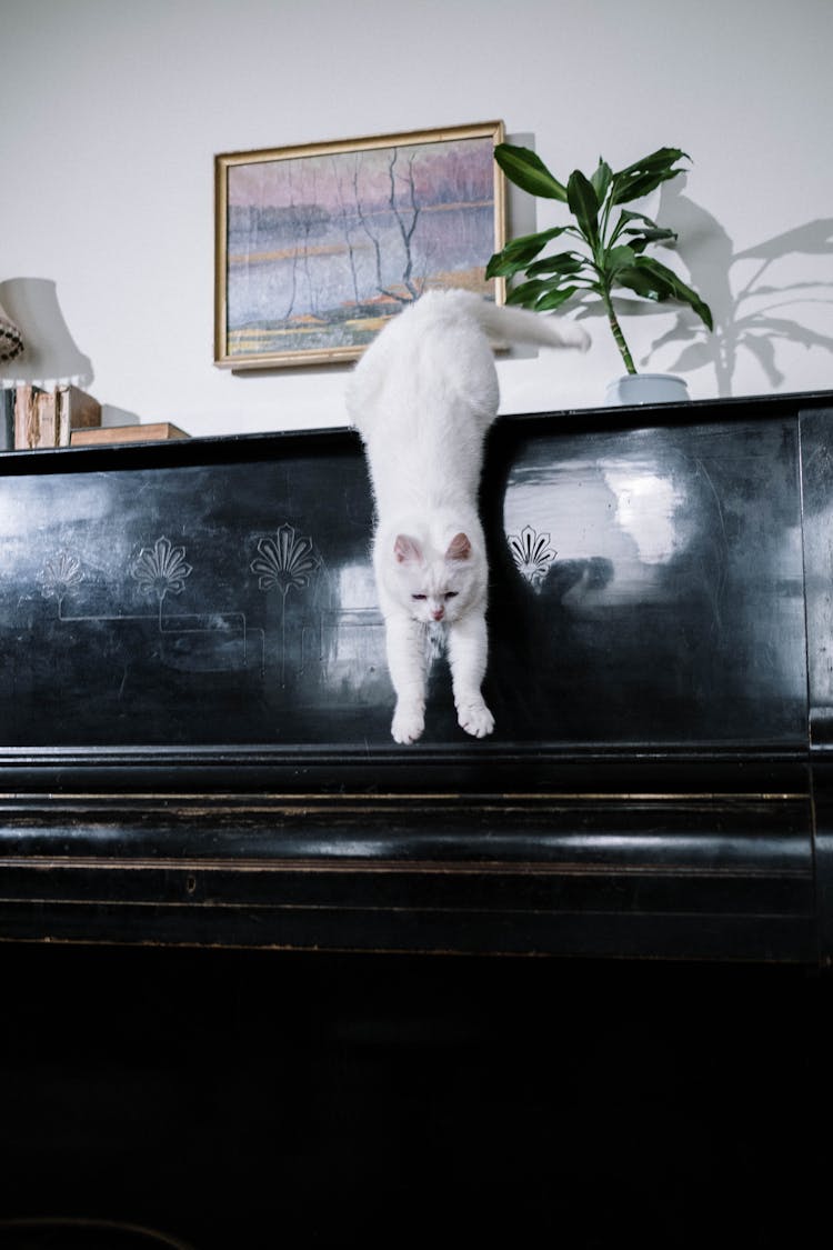 White Cat On Black Piano