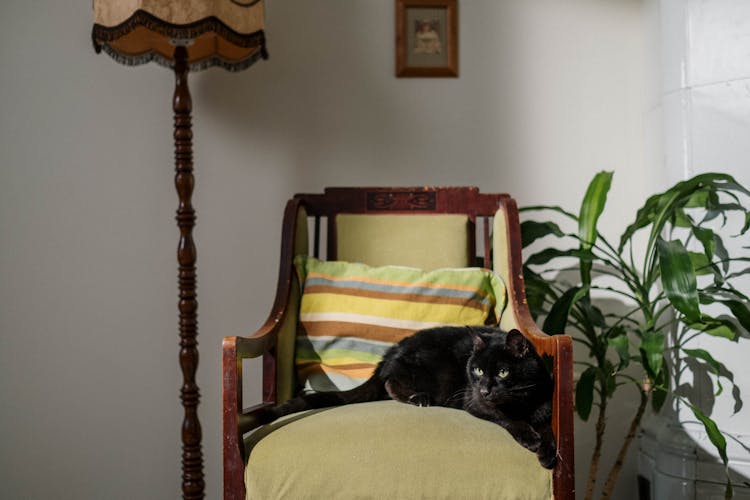 Black Cat On Green Chair