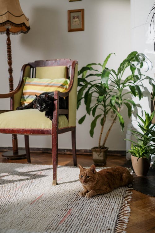 Free Two Cats in the Living Room Stock Photo