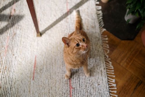 Free A ginger cat curiously looks up while lounging on a textured rug in a sunlit indoor setting. Stock Photo