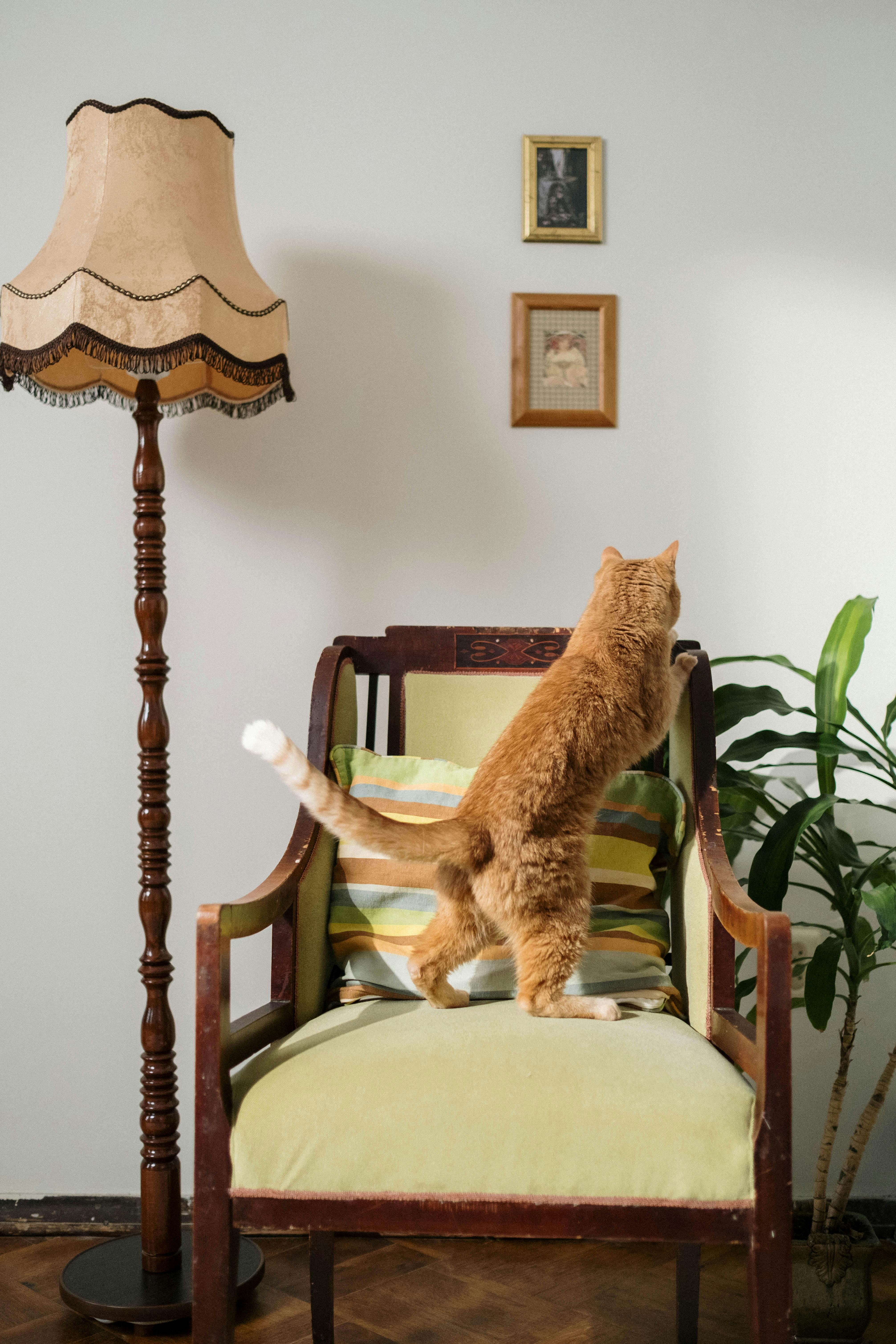 orange tabby cat on brown wooden chair