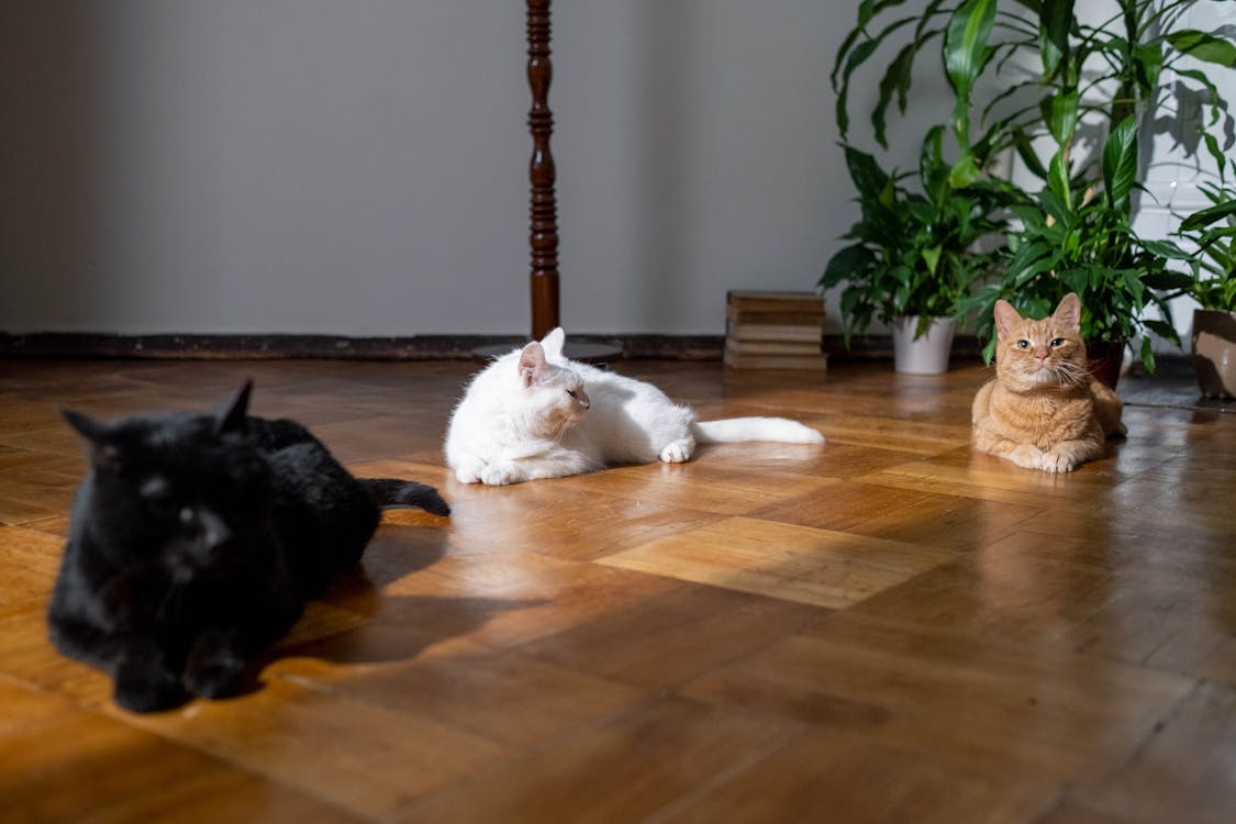 Free Three Cats on Wooden Flooring Stock Photo