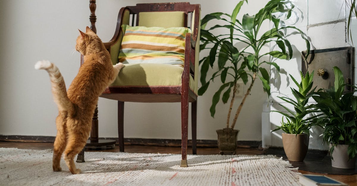Bissell pet carpet cleaner how to use