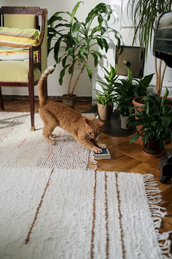 Katze Pflege