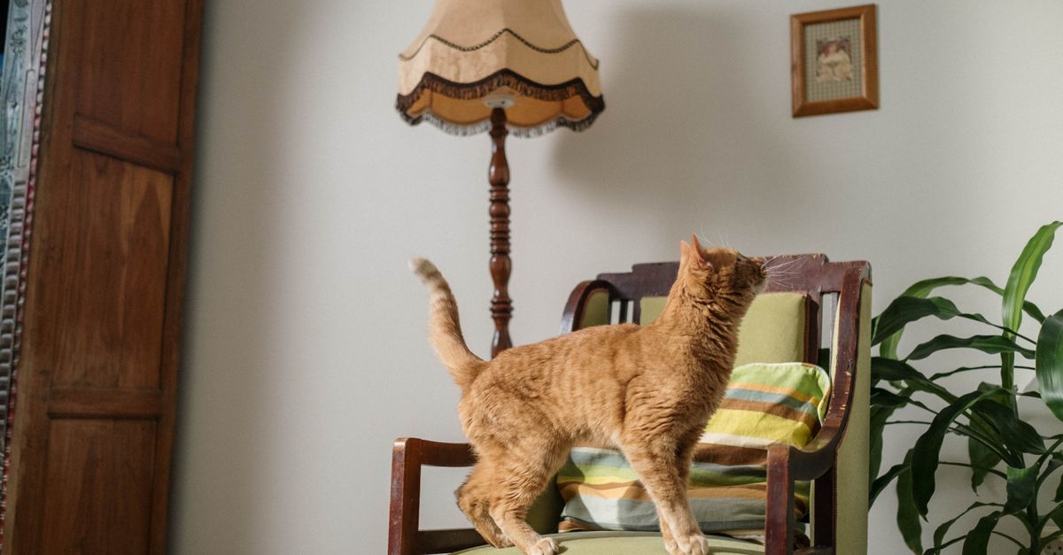 How to Understand Your Pet's Behavior: Key Insights