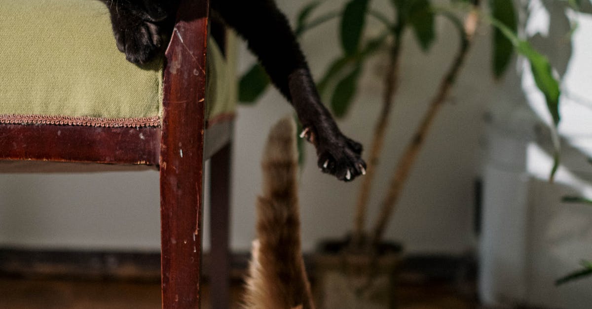 Black cats are so cute