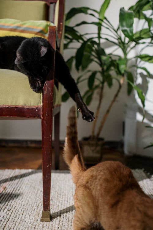 Free Two playful domestic cats interacting in a cozy, plant-filled indoor setting. Stock Photo