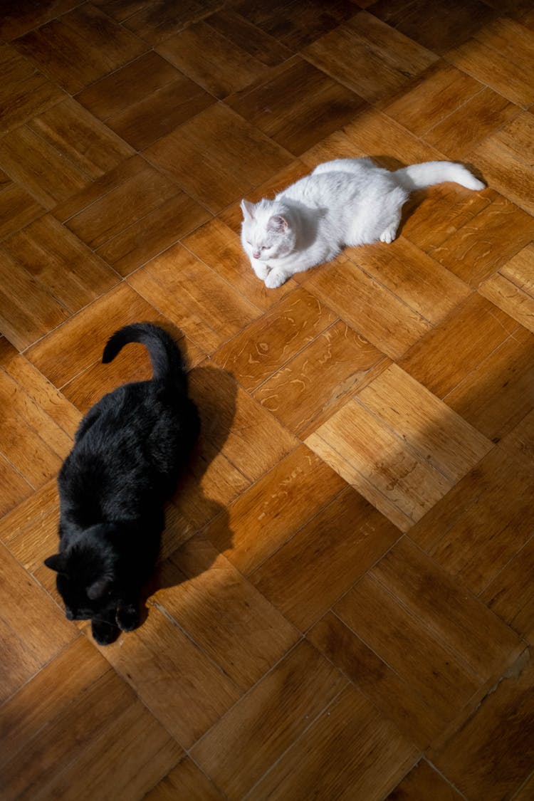 Black And White Cats On The Floor