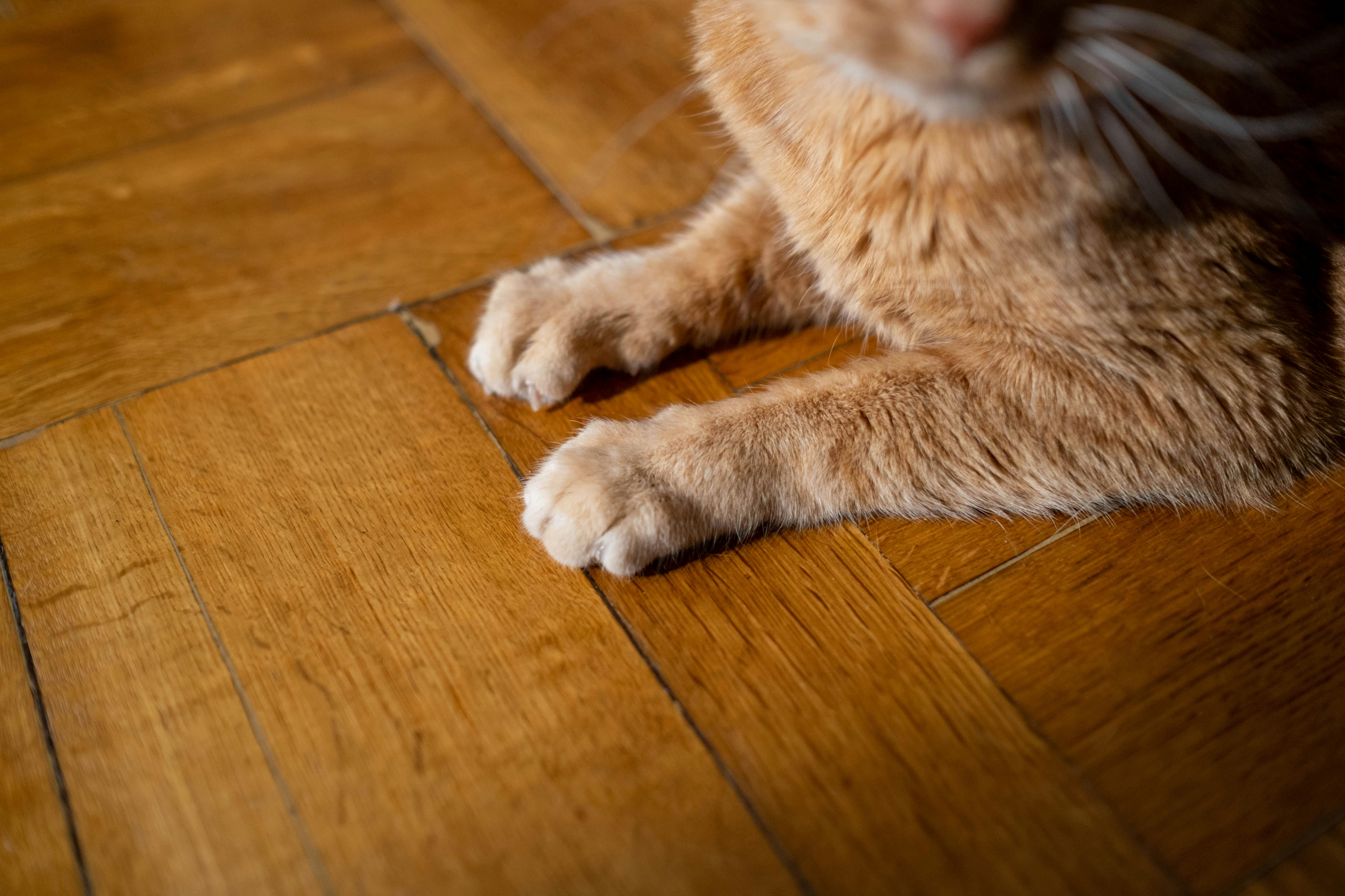 Three Cats on Wooden Flooring · Free Stock Photo
