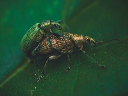 Mating Phyllobius argentatus insects on green leaf