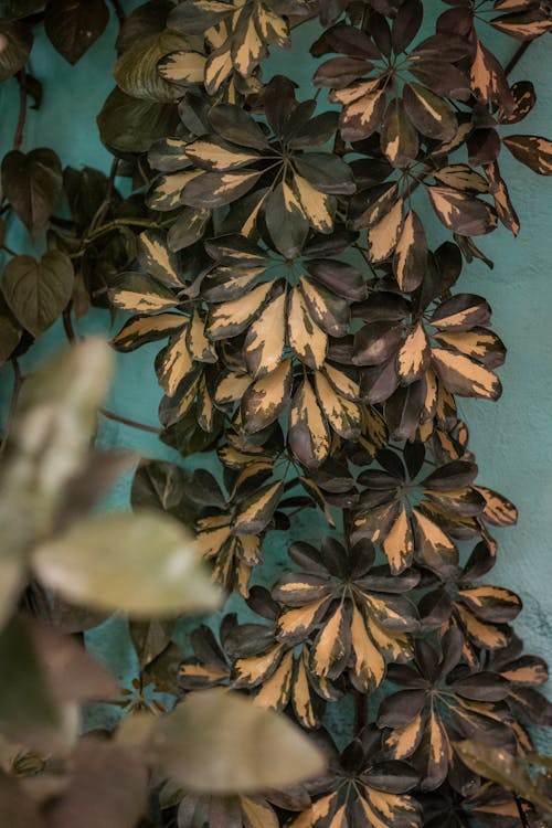 Green Leaves on Blue Wall