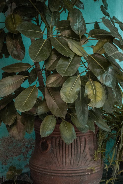 Green and Brown Leaves on Brown  Pot