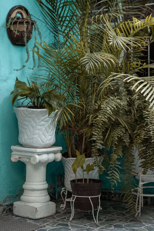 Free A lush collection of house plants in decorative pots against a vibrant wall. Stock Photo