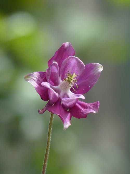 Kostnadsfria Kostnadsfri bild av akleja, aquilegia vulgaris, blomma Stock foto