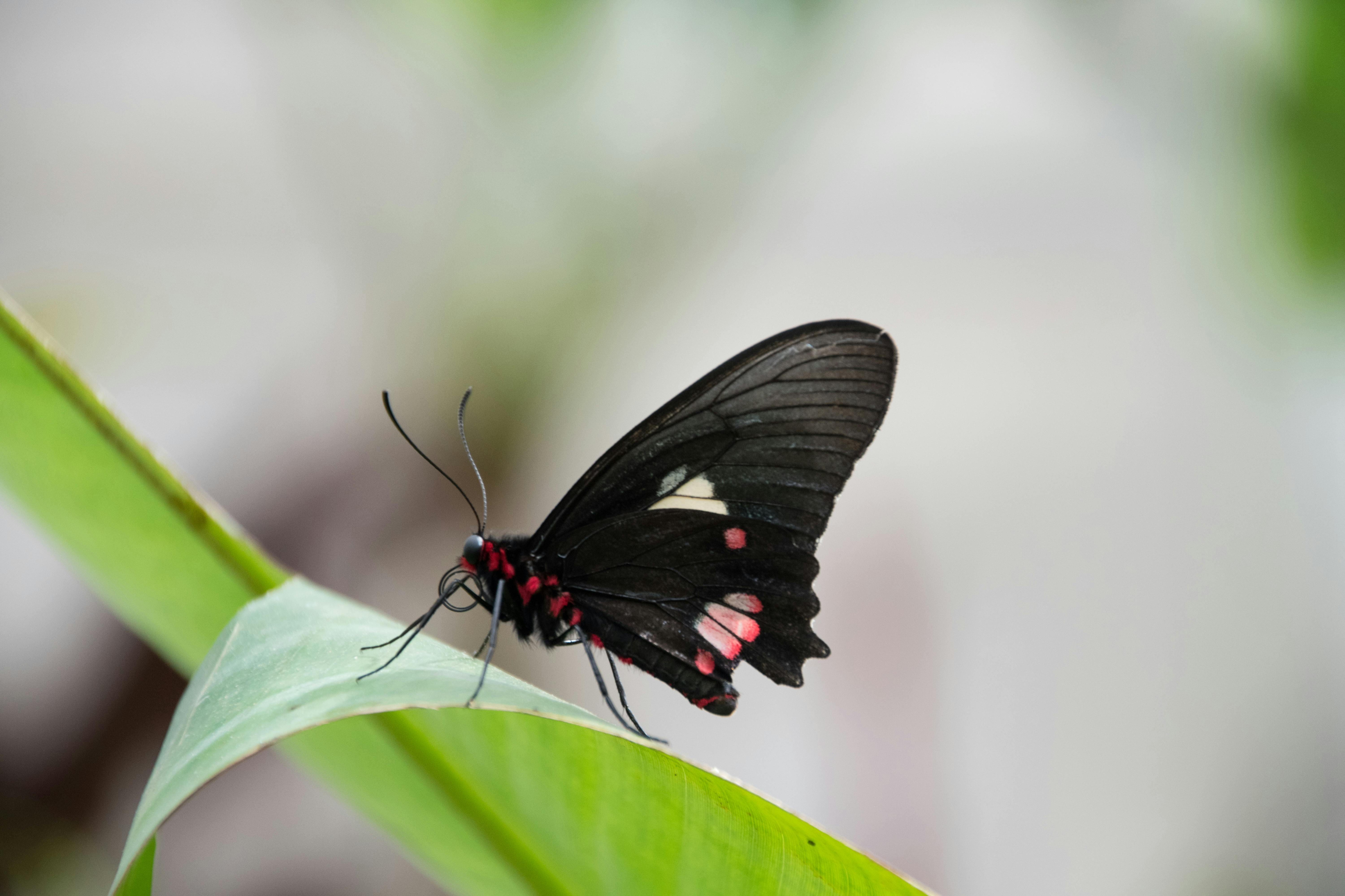 Free stock photo of Argentina, black, butterfly