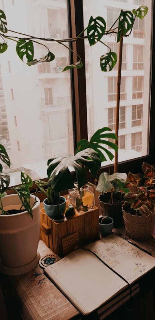 Free Photo of Houseplants By The Window Stock Photo