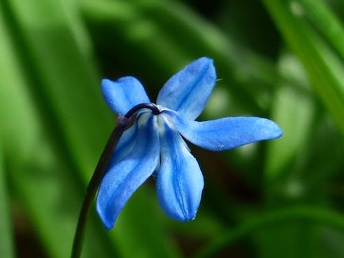 Kostenlos Makro Schuss Bild Der Blauen Blume Während Daytinme Stock-Foto